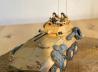 LAV-25