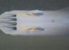 Offene Torpedoluken unter Wasser
