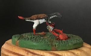 : Caudipteryx zoui