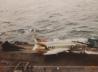 Fotoreferenz F-4B Phantom II VF-92 - Verschmutzung vor Katapult 4 USS Enterprise ( CVAN-65 ) 