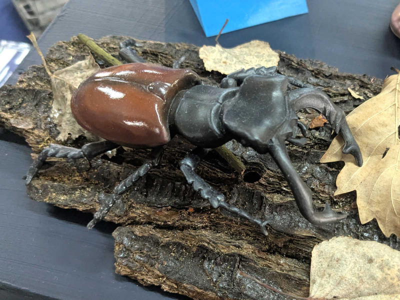 Hirschkäfer Lucanus cervus