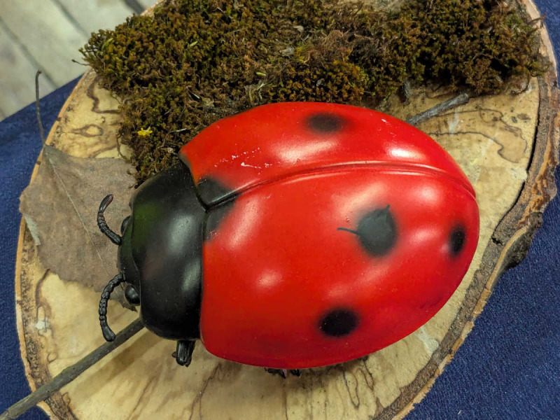 Siebenpunkt Marienkäfer Coccinella septempunctata